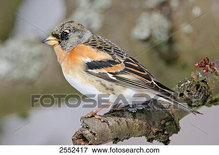 Stock Photo - Close-up of Brambling (Fringilla montifringilla) bird perching on branch . Fotosearch