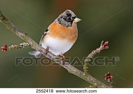 Close-up of Brambling (Fringilla montifringilla) bird perching on branch View Large Photo Image Stock Photo - Close-up of Brambling (Fringilla montifringilla) bird perching on branch . Fotosearch