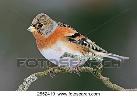 Close-up of Brambling (Fringilla montifringilla) bird perching on branch View Large Photo Image Stock Photo - Close-up of Brambling (Fringilla montifringilla) bird perching on branch . Fotosearch