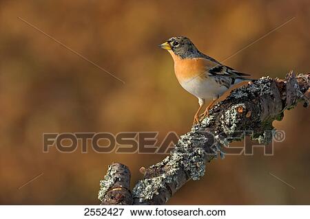 Close-up of Brambling (Fringilla montifringilla) bird perching on branch View Large Photo Image Stock Photo - Close-up of Brambling (Fringilla montifringilla) bird perching on branch . Fotosearch