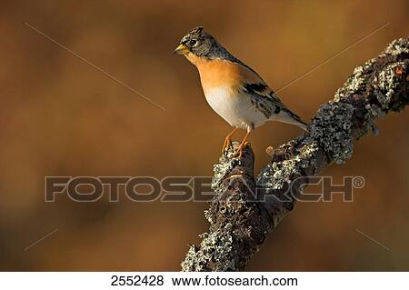 Stock Photo - Close-up of Brambling (Fringilla montifringilla) bird perching on branch . Fotosearch