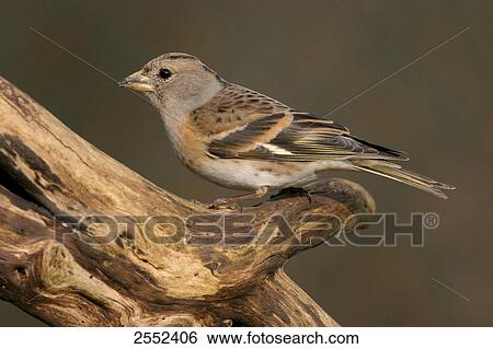 Close-up of Brambling (Fringilla montifringilla) bird perching on branch View Large Photo Image Stock Photograph - Close-up of Brambling (Fringilla montifringilla) bird perching on branch . Fotosearch