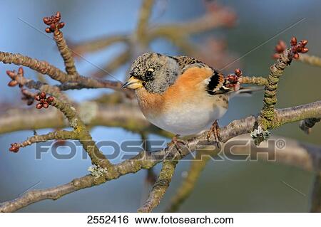 Close-up of Brambling (Fringilla montifringilla) bird perching on branch View Large Photo Image Stock Photograph - Close-up of Brambling (Fringilla montifringilla) bird perching on branch . Fotosearch