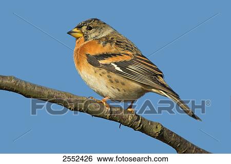 Stock Photograph - Close-up of Brambling (Fringilla montifringilla) bird perching on branch . Fotosearch