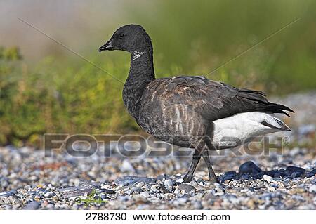 Close-up of Brant Goose (Branta bernicla) walking on pebbles View Large Photo Image Stock Image - Close-up of Brant Goose (Branta bernicla) walking on pebbles . Fotosearch