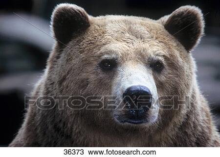 Stock Image - Close-up of Brown bear (Ursus arctos), Germany . Fotosearch