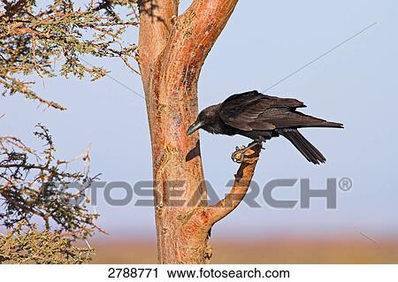 Close-up of Brown-necked Raven (Corvus ruficollis) perching on branch View Large Photo Image Stock Image - Close-up of Brown-necked Raven (Corvus ruficollis) perching on branch . Fotosearch