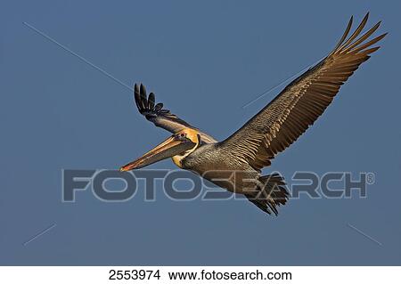 Picture - Close-up of Brown Pelican (Pelecanus occident) in flight . Fotosearch