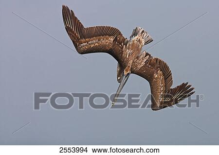 Picture - Close-up of Brown Pelican (Pelecanus occident) in flight . Fotosearch