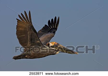 Stock Image - Close-up of Brown Pelican (Pelecanus occident) in flight . Fotosearch