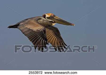 Close-up of Brown Pelican (Pelecanus occident) in flight View Large Photo Image Stock Image - Close-up of Brown Pelican (Pelecanus occident) in flight . Fotosearch