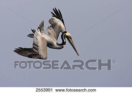 Close-up of Brown Pelican (Pelecanus occident) in flight View Large Photo Image Stock Image - Close-up of Brown Pelican (Pelecanus occident) in flight . Fotosearch