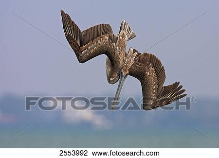 Close-up of Brown Pelican (Pelecanus occident) in flight View Large Photo Image Stock Image - Close-up of Brown Pelican (Pelecanus occident) in flight . Fotosearch