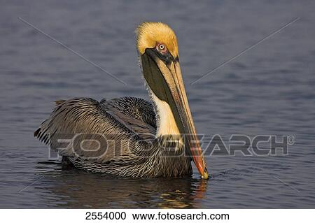 Close-up of Brown Pelican (Pelecanus occidentalis) swimming in lake View Large Photo Image Stock Image - Close-up of Brown Pelican (Pelecanus occidentalis) swimming in lake . Fotosearch