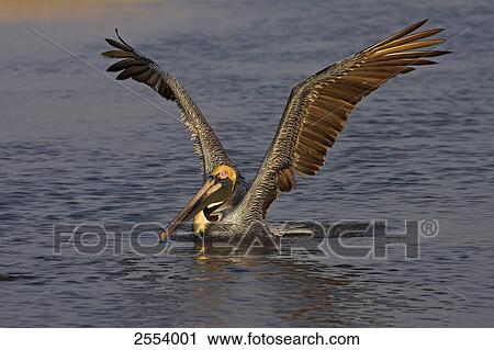 Stock Image - Close-up of Brown Pelican (Pelecanus occidentalis) spreading its wings in water . Fotosearch