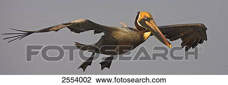 Stock Image - Close-up of Brown Pelican (Pelecanus occidentalis) in flight . Fotosearch