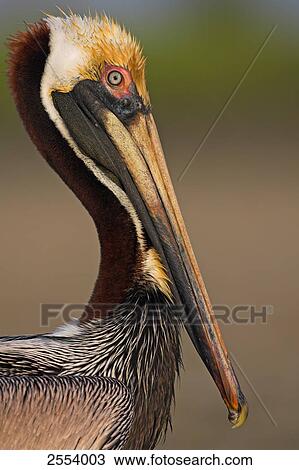 Close-up of Brown Pelican (Pelecanus occidentalis) View Large Photo Image Stock Image - Close-up of Brown Pelican (Pelecanus occidentalis) . Fotosearch