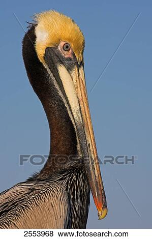 Close-up of Brown Pelican (Pelecanus occidentalis) View Large Photo Image Stock Photo - Close-up of Brown Pelican (Pelecanus occidentalis) . Fotosearch