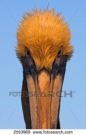 Stock Photo - Close-up of Brown Pelican (Pelecanus occidentalis) . Fotosearch
