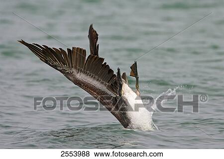 Close-up of Brown Pelican (Pelecanus occident) diving in water View Large Photo Image Stock Photo - Close-up of Brown Pelican (Pelecanus occident) diving in water . Fotosearch