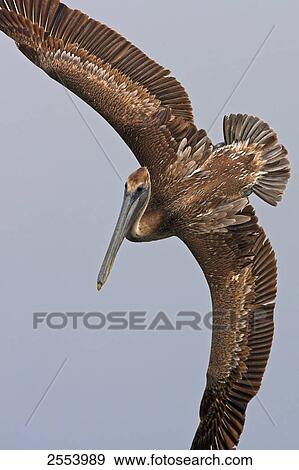 Close-up of Brown Pelican (Pelecanus occident) in flight View Large Photo Image Stock Photo - Close-up of Brown Pelican (Pelecanus occident) in flight . Fotosearch