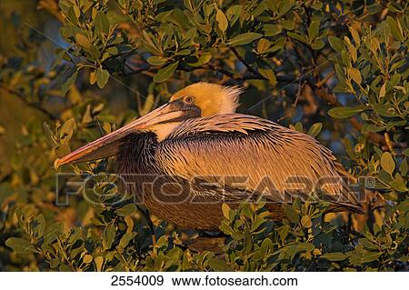Stock Photo - Close-up of Brown Pelican (Pelecanus occidentalis) on tree top . Fotosearch