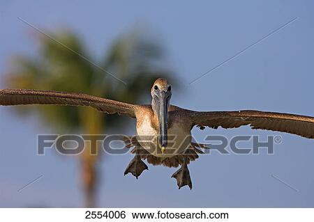 Stock Photograph - Close-up of Brown Pelican (Pelecanus occidentalis) in flight . Fotosearch