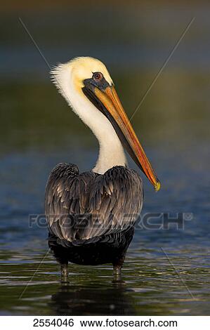 Close-up of Brown Pelican (Pelecanus occidentalis) standing in water View Large Photo Image Stock Photograph - Close-up of Brown Pelican (Pelecanus occidentalis) standing in water . Fotosearch