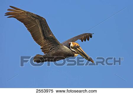 Close-up of Brown Pelican (Pelecanus occident) in flight View Large Photo Image Stock Photography - Close-up of Brown Pelican (Pelecanus occident) in flight . Fotosearch