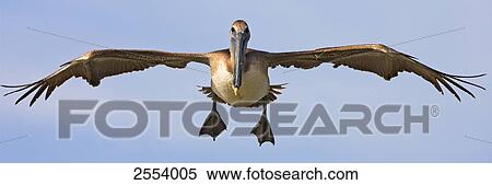 Close-up of Brown Pelican (Pelecanus occidentalis) in flight View Large Photo Image Stock Photography - Close-up of Brown Pelican (Pelecanus occidentalis) in flight . Fotosearch