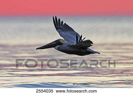 Close-up of Brown Pelican (Pelecanus occidentalis) flying over water View Large Photo Image Stock Photography - Close-up of Brown Pelican (Pelecanus occidentalis) flying over water . Fotosearch