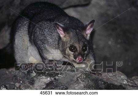 Close-up of Brushtail Possum (Trichosurus vulpecula) in cave, Mt Gambier, Australia View Large Photo Image Stock Image - Close-up of Brushtail Possum (Trichosurus vulpecula) in cave, Mt Gambier, Australia . Fotosearch