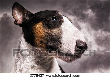 Close-up of Bull Terrier's face View Large Photo Image Stock Photo - Close-up of Bull Terrier's face . Fotosearch