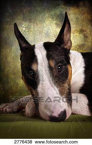 Close-up of Bull Terrier's face View Large Photo Image Stock Photo - Close-up of Bull Terrier's face . Fotosearch