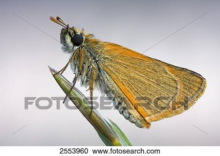 Stock Image - Close-up of butterfly on blade of grass . Fotosearch