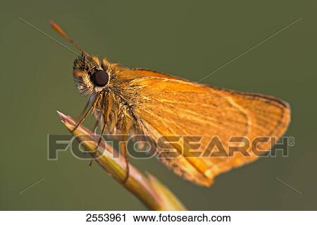 Stock Image - Close-up of butterfly pollinating on flower . Fotosearch