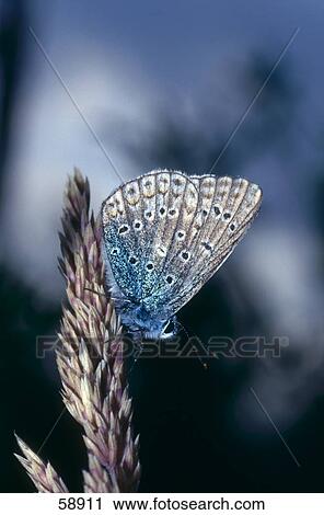 Close-up of butterfly pollinating on flower View Large Photo Image Stock Image - Close-up of butterfly pollinating on flower . Fotosearch