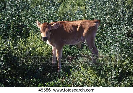 Close-up of calf standing in field, Bordertown, Southern Australia View Large Photo Image Stock Photograph - Close-up of calf standing in field, Bordertown, Southern Australia . Fotosearch