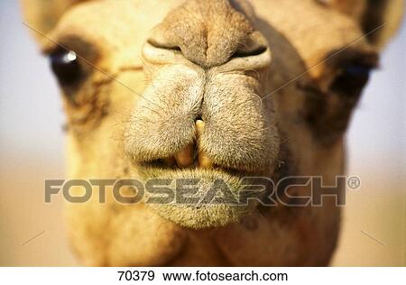 Close-up of camel's face, United Arab Emirates View Large Photo Image Stock Photo - Close-up of camel's face, United Arab Emirates . Fotosearch