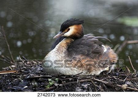 Stock Image - Close-up of Cape Giant Petrel (Podiceps cristatus) on its nest, Alster River, Hamburg, Germany . Fotosearch