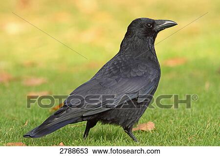 Stock Image - Close-up of Carrion crow (Corvus corone) in field . Fotosearch
