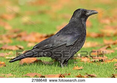Close-up of Carrion crow (Corvus corone) in field View Large Photo Image Stock Photo - Close-up of Carrion crow (Corvus corone) in field . Fotosearch