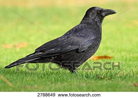 Close-up of Carrion crow (Corvus corone) in field View Large Photo Image Stock Photo - Close-up of Carrion crow (Corvus corone) in field . Fotosearch