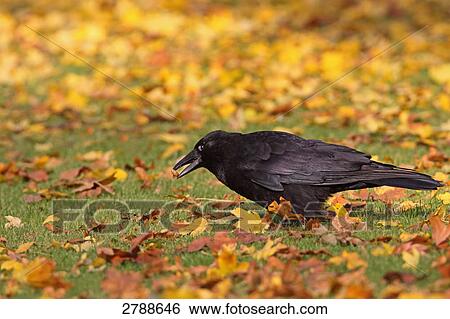 Close-up of Carrion crow (Corvus corone) foraging in field View Large Photo Image Stock Photograph - Close-up of Carrion crow (Corvus corone) foraging in field . Fotosearch