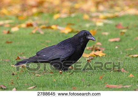 Close-up of Carrion crow (Corvus corone) in field View Large Photo Image Stock Photography - Close-up of Carrion crow (Corvus corone) in field . Fotosearch