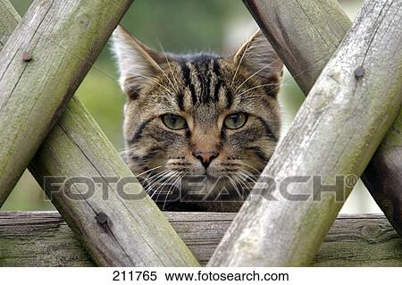 Close-up of cat behind wooden fence View Large Photo Image Stock Photography - Close-up of cat behind wooden fence . Fotosearch