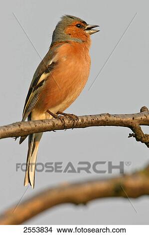 Close-up of Chaffinch (Fringilla Coelebs) perching on branch View Large Photo Image Picture - Close-up of Chaffinch (Fringilla Coelebs) perching on branch . Fotosearch