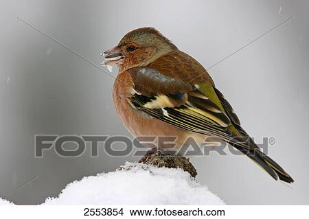 Close-up of Chaffinch (Fringilla Coelebs) perching on branch View Large Photo Image Picture - Close-up of Chaffinch (Fringilla Coelebs) perching on branch . Fotosearch