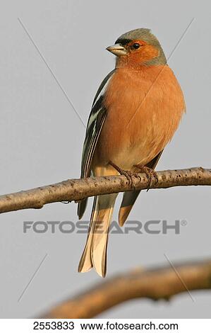 Close-up of Chaffinch (Fringilla Coelebs) perching on branch View Large Photo Image Stock Image - Close-up of Chaffinch (Fringilla Coelebs) perching on branch . Fotosearch