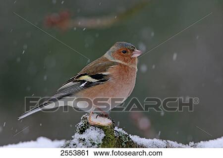 Stock Image - Close-up of Chaffinch (Fringilla Coelebs) perching on branch . Fotosearch